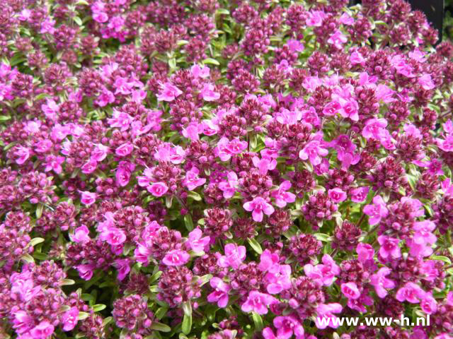 Thymus praecox 'Coccineus'